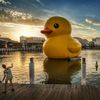 Dear Giant Rubber Duck, Please Come To NYC